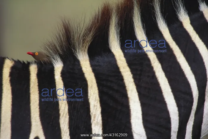 : Red-billed oxpecker on grant's zebra : Red-billed oxpecker on grant's zebra