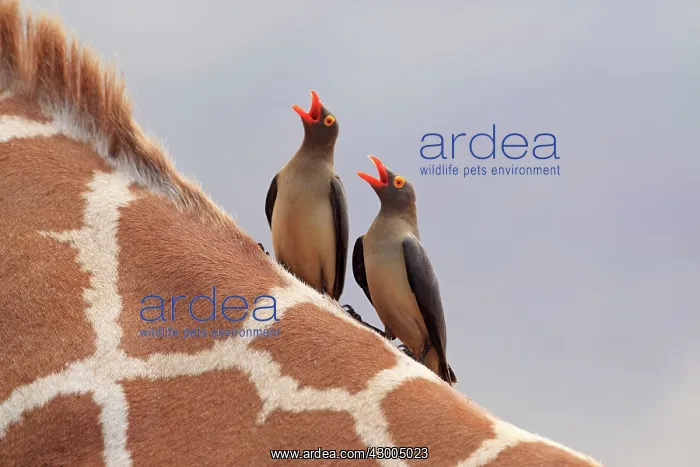: Red-billed Oxpecker on neck of Giraffe singing : Red-billed Oxpecker on neck of Giraffe singing