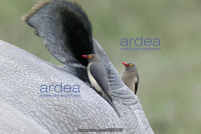 : Red-billed Oxpecker - on rhinoceros : Red-billed Oxpecker - on rhinoceros
