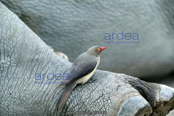 : Red-billed Oxpecker - on rhinoceros : Red-billed Oxpecker - on rhinoceros