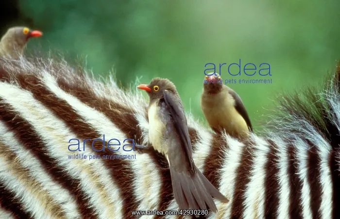 : Red-billed OXPECKER - on Zebra : Red-billed OXPECKER - on Zebra