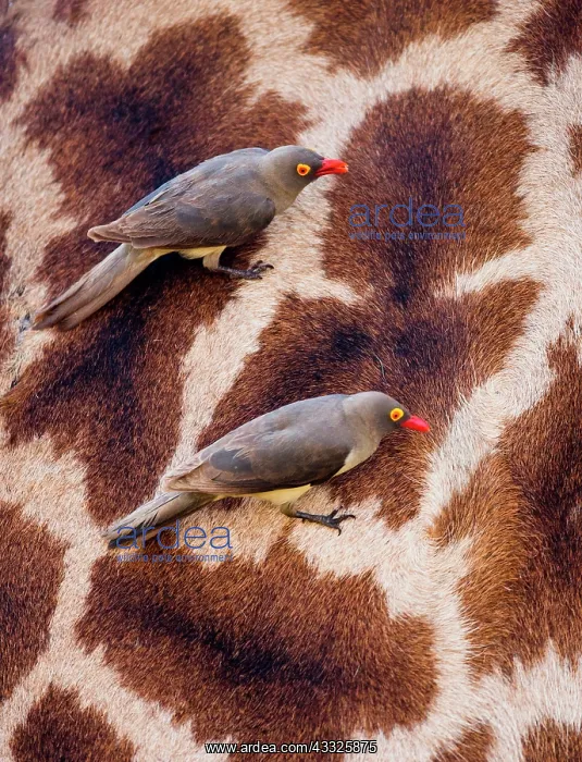 : Red-billed Oxpeckers (Buphagus erythrorhynchus) : Red-billed Oxpeckers (Buphagus erythrorhynchus)
