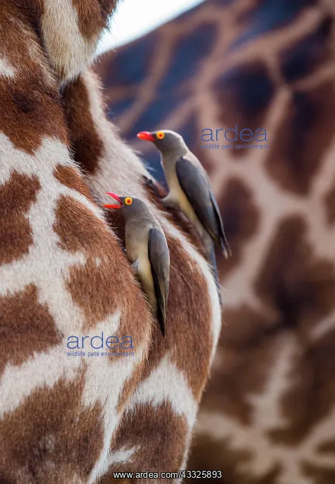: Red-billed Oxpeckers (Buphagus erythrorhynchus) : Red-billed Oxpeckers (Buphagus erythrorhynchus)