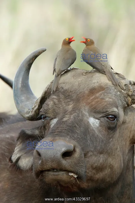 : Red-billed Oxpeckers (Buphagus erythrorhynchus) : Red-billed Oxpeckers (Buphagus erythrorhynchus)