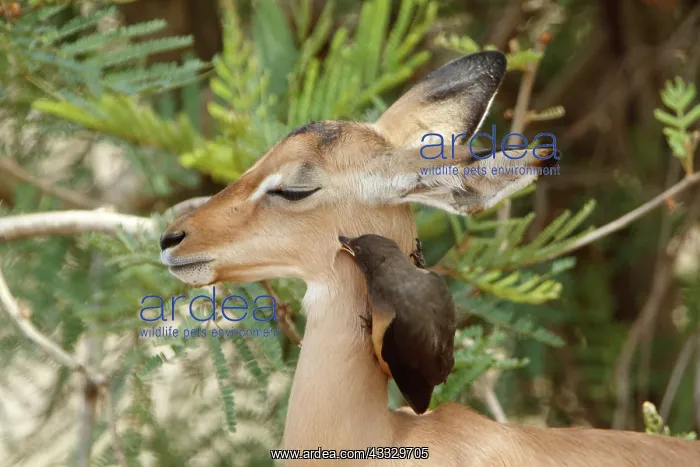 : Red-billed Oxpeckers (Buphagus erythrorhynchus) : Red-billed Oxpeckers (Buphagus erythrorhynchus)