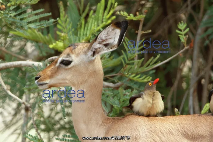 : Red-billed Oxpeckers (Buphagus erythrorhynchus) : Red-billed Oxpeckers (Buphagus erythrorhynchus)