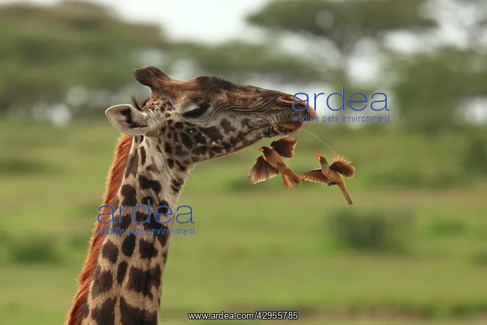 : Red-billed Oxpeckers - flying to Masai Giraffe neck : Red-billed Oxpeckers - flying to Masai Giraffe neck