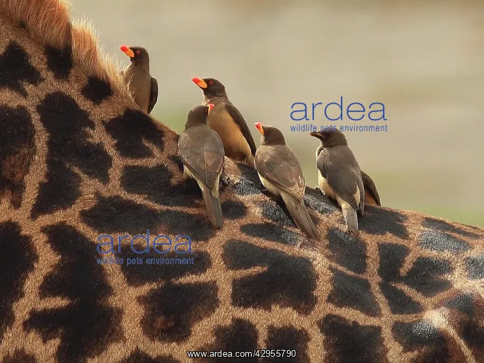 : Red-billed Oxpeckers - sitting on Giraffe neck : Red-billed Oxpeckers - sitting on Giraffe neck