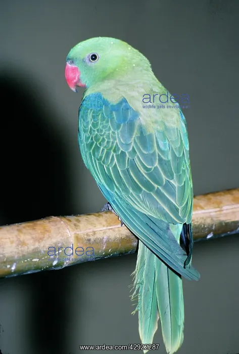 : Red-billed Parrot : Red-billed Parrot