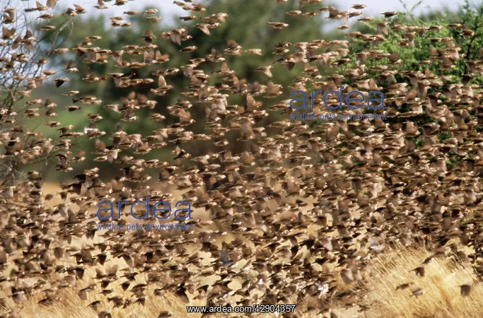 : Red Billed QUELEA : Red Billed QUELEA