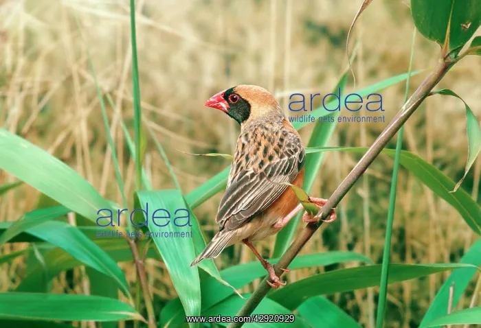  : Red-Billed QUELEA