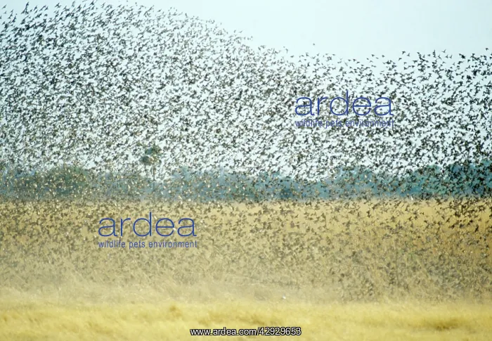: Red-billed Quelea : Red-billed Quelea