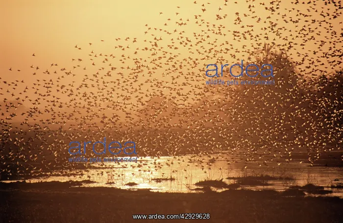  : Red-billed Quelea - flock