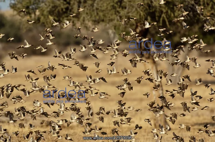 : Red-billed Quelea - flock in flight : Red-billed Quelea - flock in flight