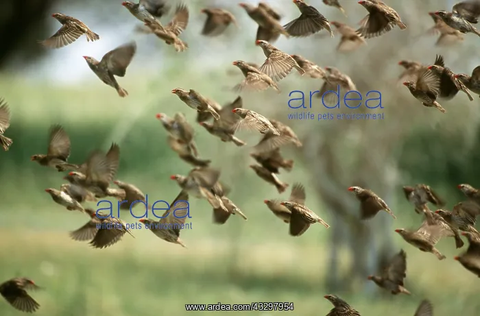 : RED-BILLED QUELEA - flock leaving water hole : RED-BILLED QUELEA - flock leaving water hole