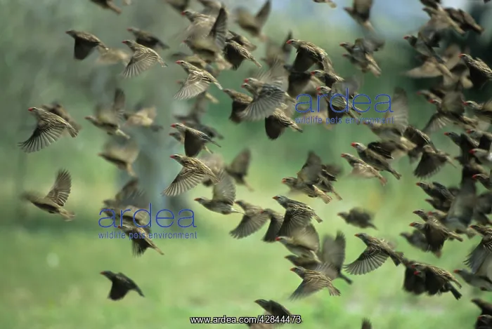 : Red-Billed Quelea - Flock leaving waterhole : Red-Billed Quelea - Flock leaving waterhole