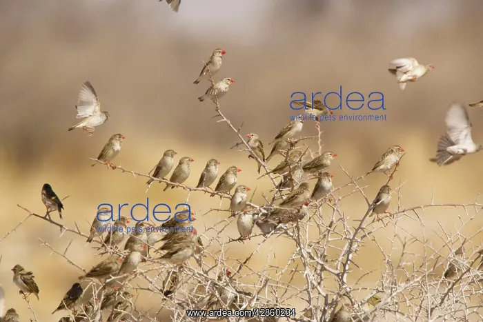 : Red-billed Quelea - flock settled in bush : Red-billed Quelea - flock settled in bush
