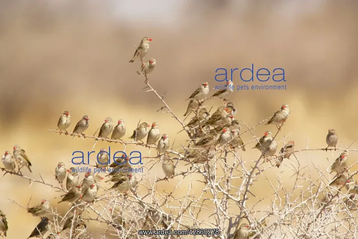 : Red-billed Quelea - flock settled in bush : Red-billed Quelea - flock settled in bush