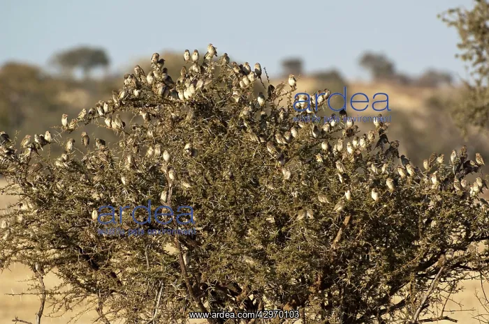 : Red-billed Quelea - flock on thorn tree : Red-billed Quelea - flock on thorn tree