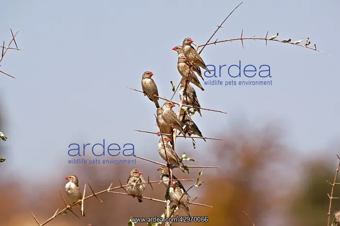 : Red-billed Quelea - group on branch : Red-billed Quelea - group on branch