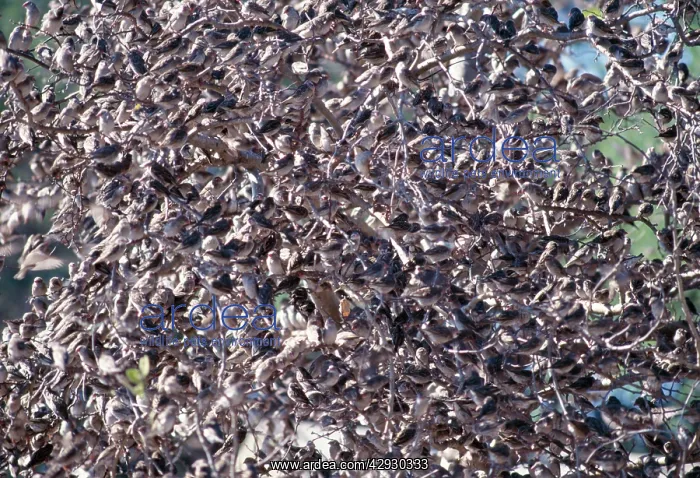 : Red-billed Quelea - Massive flock on branches : Red-billed Quelea - Massive flock on branches