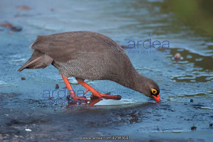 : Red-billed Spurfowl / Red-billed Francolin : Red-billed Spurfowl / Red-billed Francolin