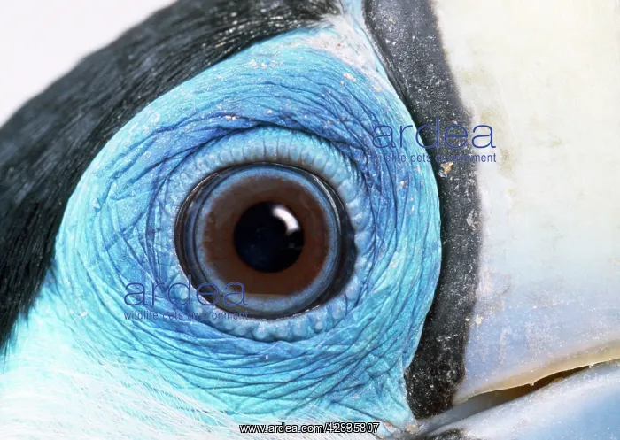 : Red-billed Toucan - close-up of eye : Red-billed Toucan - close-up of eye