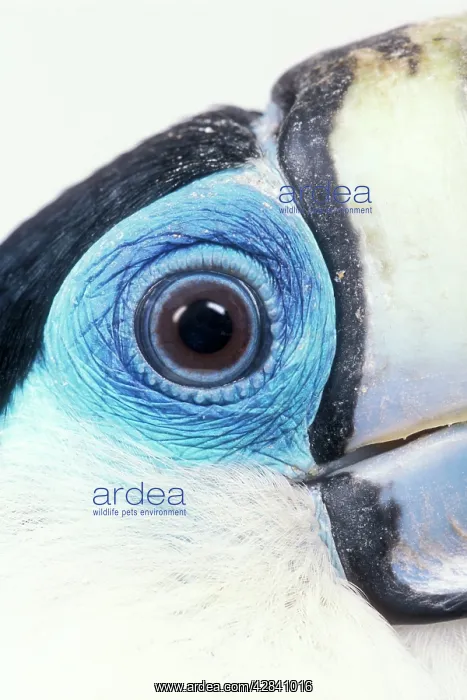: Red-Billed TOUCAN - close-up of eye : Red-Billed TOUCAN - close-up of eye