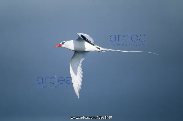: Red Billed Tropic Bird - in Flight : Red Billed Tropic Bird - in Flight