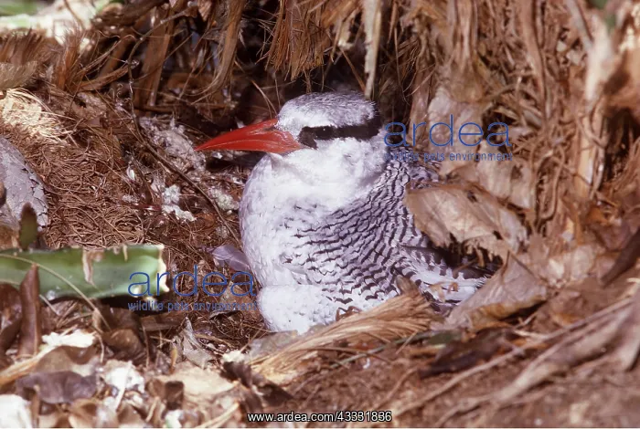 : RED-BILLED TROPIC BIRD - on nest : RED-BILLED TROPIC BIRD - on nest