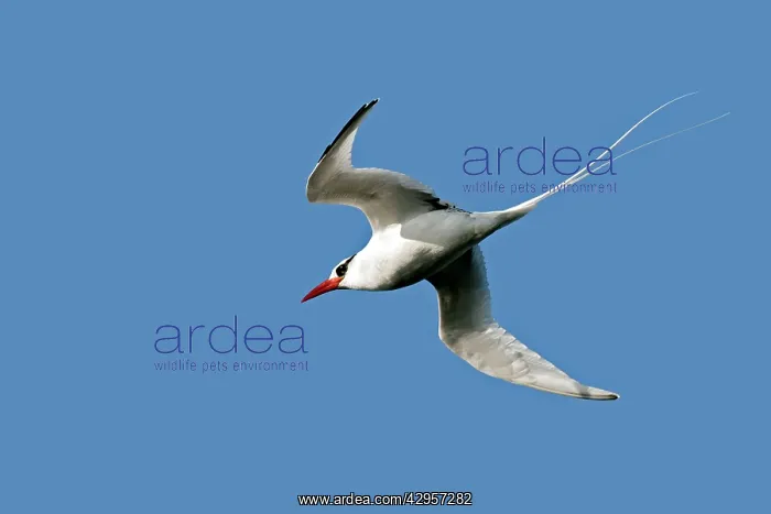 : Red-billed Tropicbird : Red-billed Tropicbird