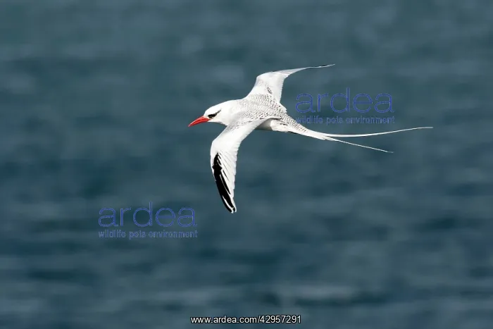 : Red-billed Tropicbird : Red-billed Tropicbird