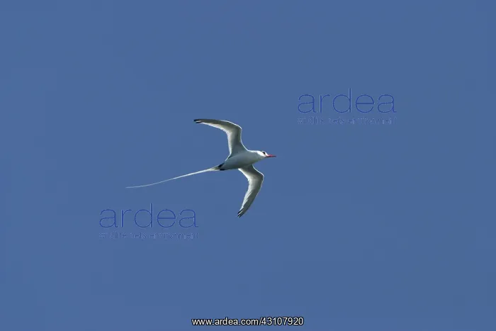 : Red-billed tropicbird : Red-billed tropicbird