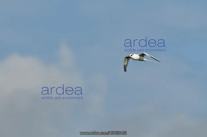: Red-billed tropicbird : Red-billed tropicbird