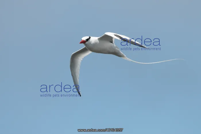 : Red-billed Tropicbird : Red-billed Tropicbird