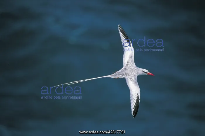 : Red-billed Tropicbird - In flight : Red-billed Tropicbird - In flight