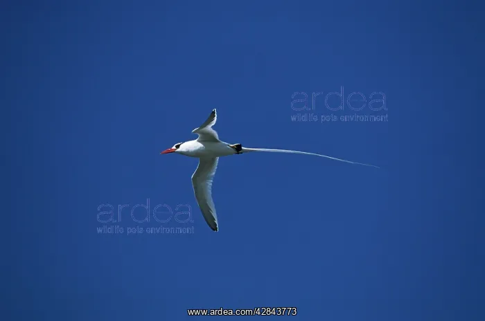 : Red-Billed Tropicbird - in flight : Red-Billed Tropicbird - in flight