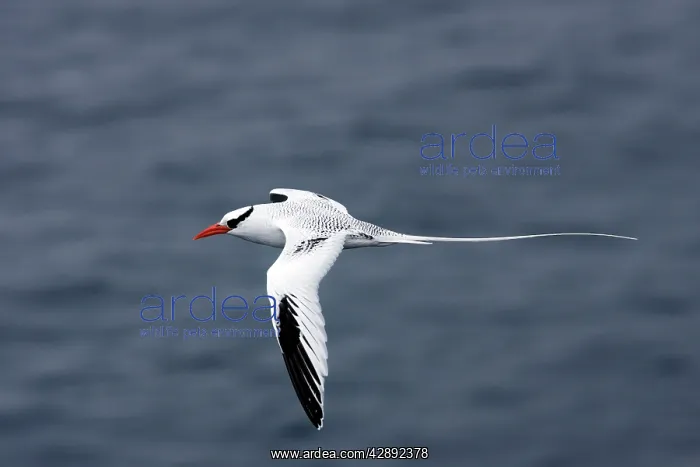: Red-billed Tropicbird - in flight : Red-billed Tropicbird - in flight