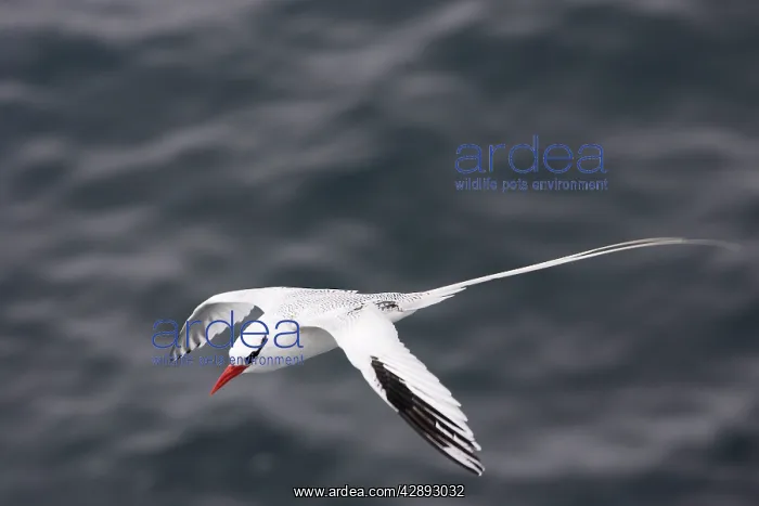 : Red-billed Tropicbird - in flight : Red-billed Tropicbird - in flight