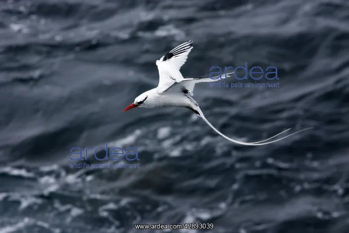 : Red-billed Tropicbird - in flight : Red-billed Tropicbird - in flight