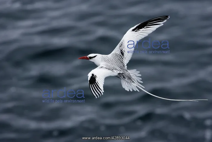  : Red-billed Tropicbird - in flight