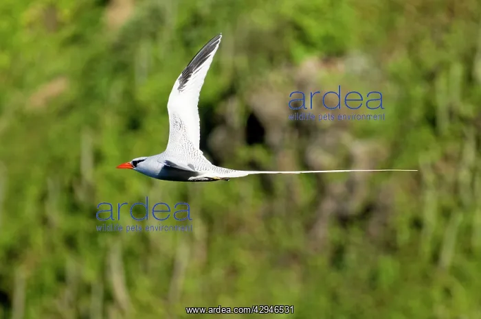 : Red-billed Tropicbird - in flight : Red-billed Tropicbird - in flight