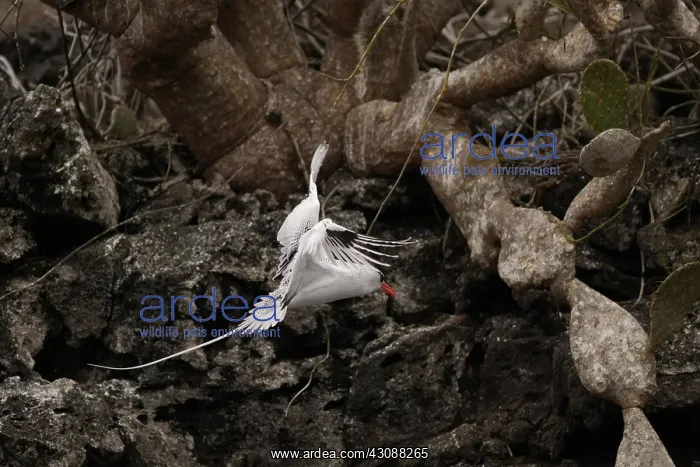 : Red-billed Tropicbird in flight : Red-billed Tropicbird in flight