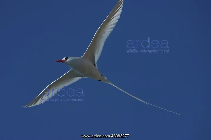 : Red-billed Tropicbird in flight : Red-billed Tropicbird in flight
