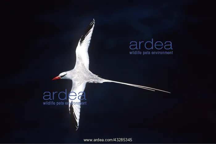 : RED-BILLED TROPICBIRD - in flight : RED-BILLED TROPICBIRD - in flight