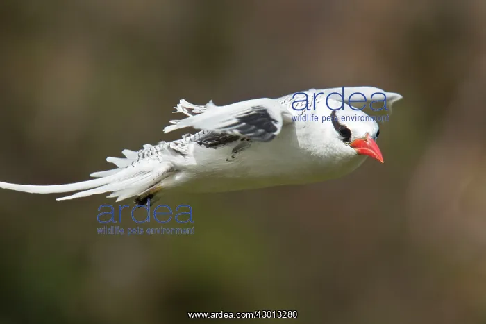 : Red-billed Tropicbird in flight by offshore island, Tobago : Red-billed Tropicbird in flight by offshore island, Tobago
