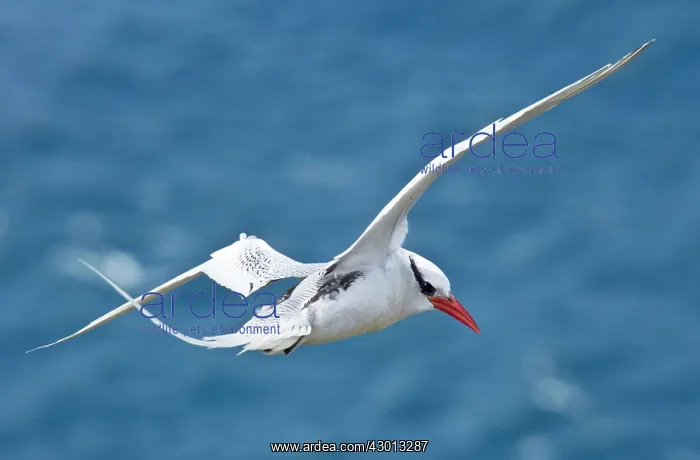 : Red-billed Tropicbird in flight by offshore island, Tobago : Red-billed Tropicbird in flight by offshore island, Tobago
