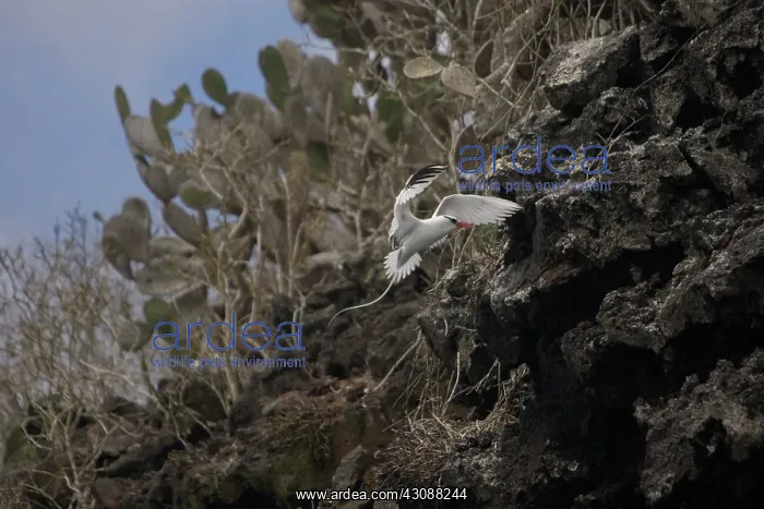 : Red-billed Tropicbird landing : Red-billed Tropicbird landing
