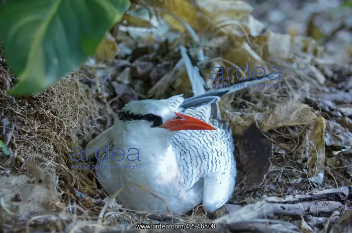 : Red-billed Tropicbird - on nest : Red-billed Tropicbird - on nest