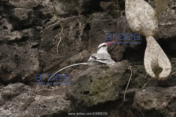 : Red-billed Tropicbird at nest : Red-billed Tropicbird at nest